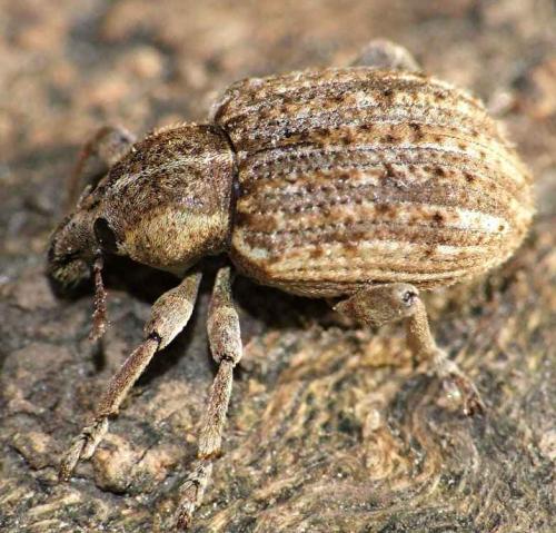 Réf. 51 723 : Brachypera zoilus