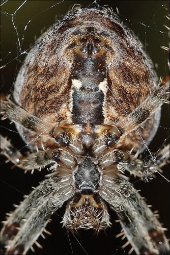 Araneus diadematus