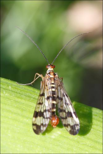 Panorpa cognata
