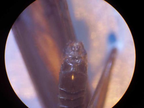 Réf. 51 781 : Leuctra fusca