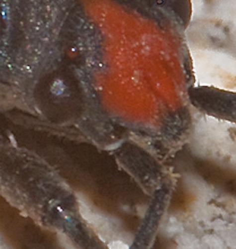 Lygaeus sp.