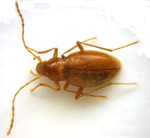 Diaprysius caudatus
