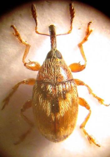 Réf. 51 012 : Dieckmanniellus nitidulus