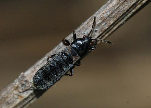 Dimorphopterus spinolae