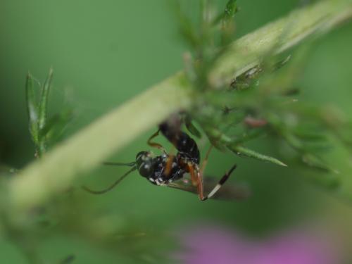 Réf. 51 220 : Diplazontinae inconnu