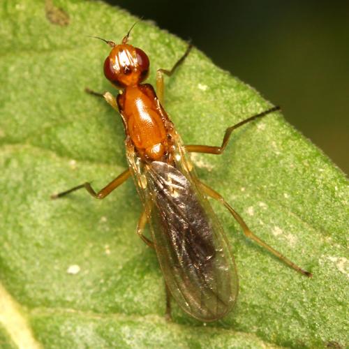 Oxypsila abdominalis