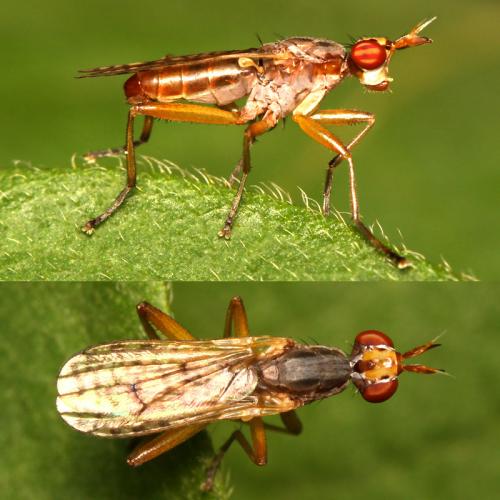 Dichetophora finlandica