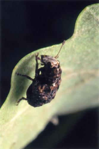 Dissoleucas niveirostris