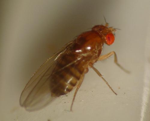 Drosophila sp.