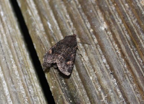 Dryobota labecula
