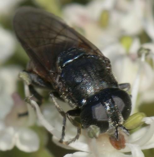 Eumerus sabulonum