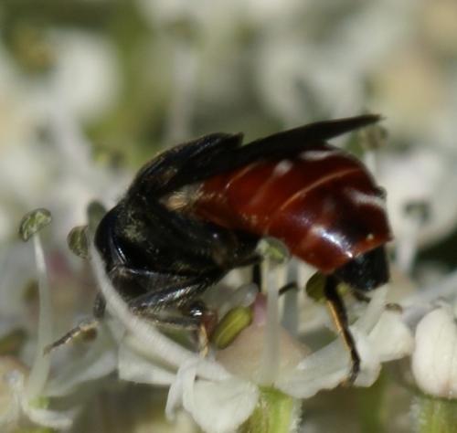 Eumerus sabulonum