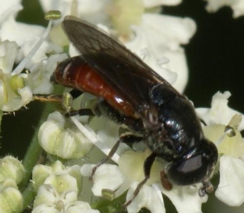 Eumerus sabulonum