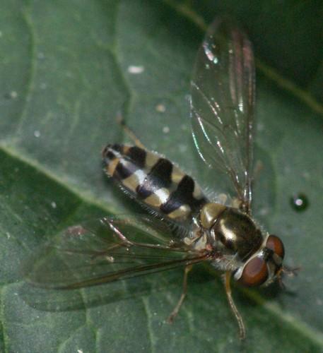 Meliscaeva auricollis