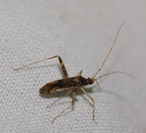 Réf. 51 513 : Phytocoris sp.