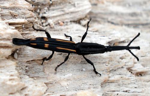 Uropteroides douei
