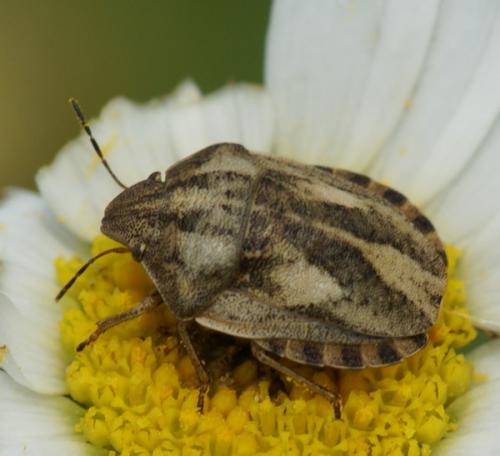 Eurygaster testudinaria