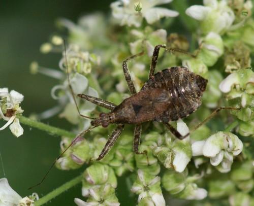 Himacerus apterus