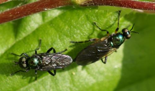 Actina chalybea