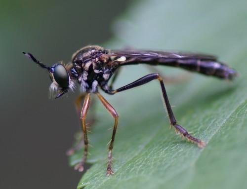 Réf. 51 132 : Dioctria rufipes