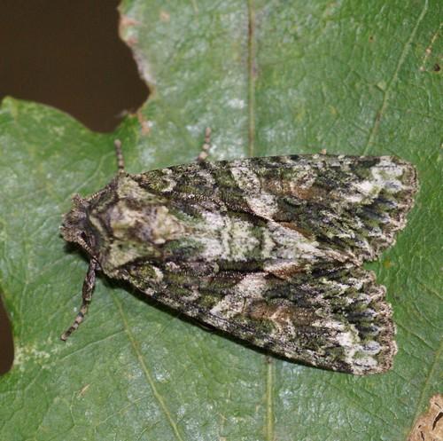 Réf. 51 648 : Dryobotodes eremita