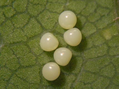 Réf. 51 055 : Cymbalophora pudica