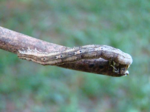 Melanthia procellata