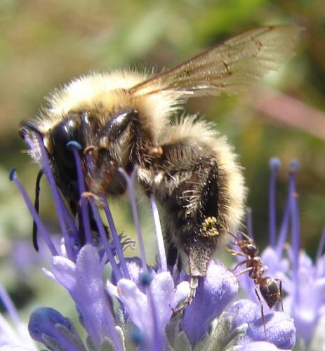 Bombus sp.