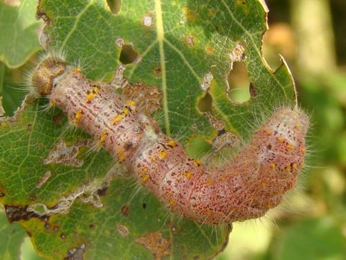 Réf. 51 024 : Clostera curtula