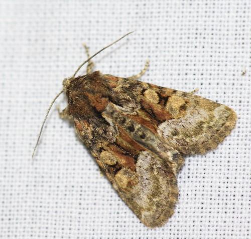 Réf. 51 647 : Oligia sp.