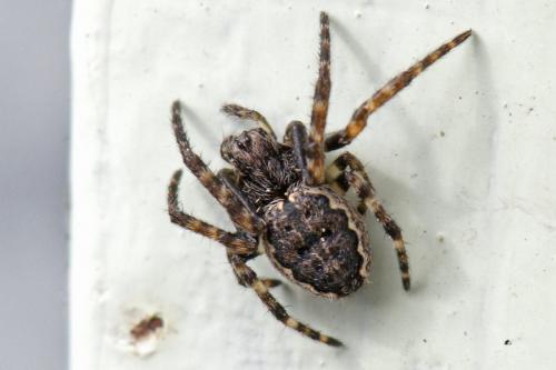 Nuctenea umbratica