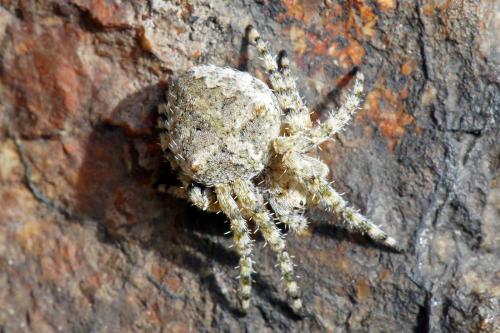 Réf. 51 556 : Araneus sp.
