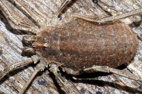 Odiellus troguloides
