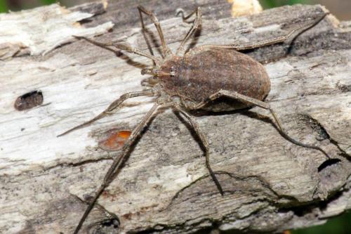 Réf. 51 888 : Odiellus troguloides