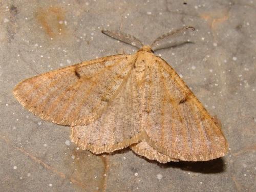 Isturgia miniosaria