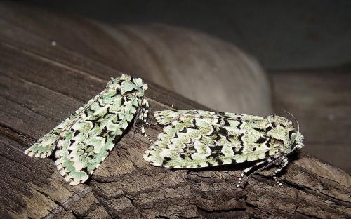 Griposia aprilina