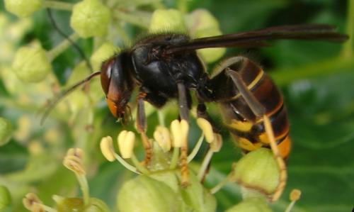 Vespa velutina