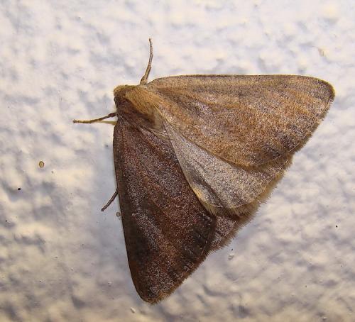 Réf. 51 701 : Onychora agaritharia