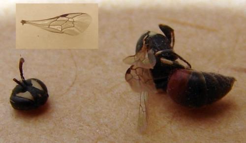 Hylaeus sp.