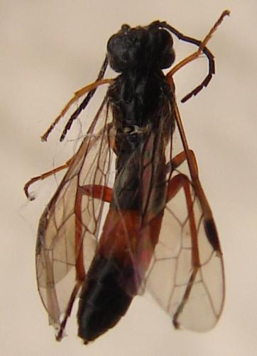Réf. 51 160 : Emphytus sp.