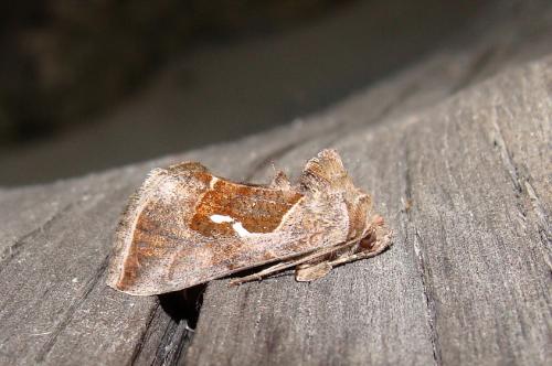Macdunnoughia confusa