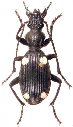 Réf. 51 169 : Anthia nimrod