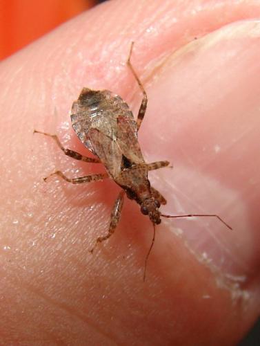 Himacerus mirmicoides