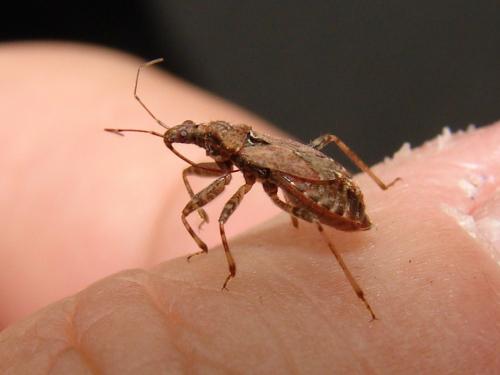 Himacerus mirmicoides
