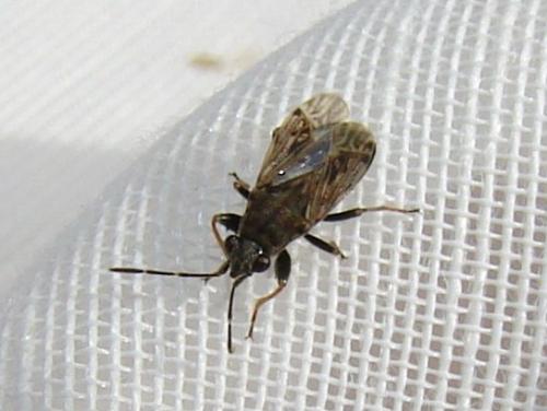 Peritrechus sp.