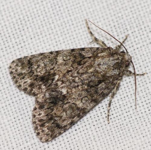 Réf. 51 638 : Acronicta rumicis