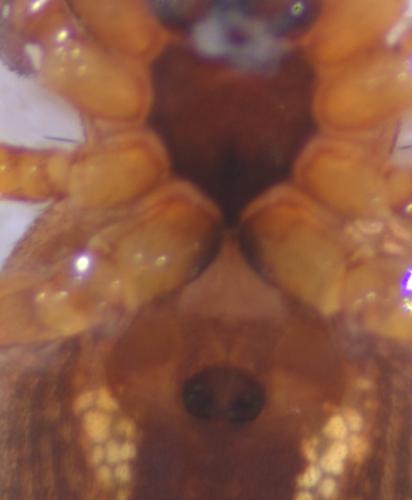 Cercidia prominens