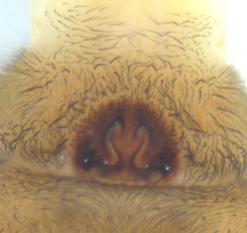 Trochosa terricola
