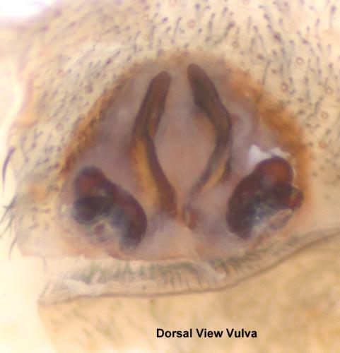 Trochosa terricola