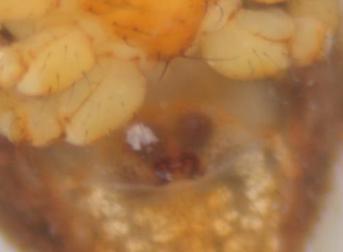 Réf. 51 070 : Ero tuberculata